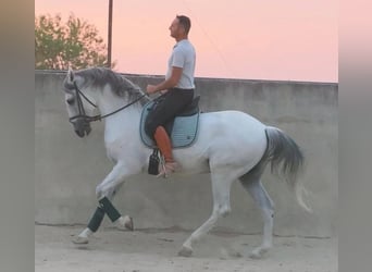 PRE Mix, Gelding, 13 years, 16,1 hh, Grey