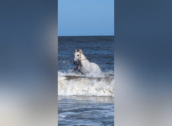 PRE Mix, Gelding, 14 years, 14,1 hh, Gray