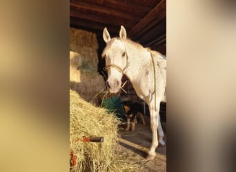 PRE Mix, Gelding, 14 years, 14,2 hh, Gray-Fleabitten