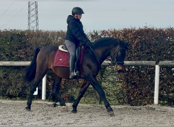 PRE Mix, Gelding, 14 years, 15,1 hh, Brown