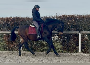 PRE Mix, Gelding, 14 years, 15,1 hh, Brown