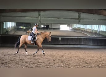 PRE, Gelding, 14 years, 16.1 hh
