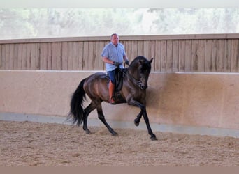 PRE, Gelding, 14 years, 16.2 hh, Brown