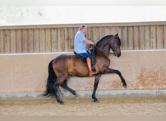 PRE Mix, Gelding, 14 years, 16.2 hh, Brown