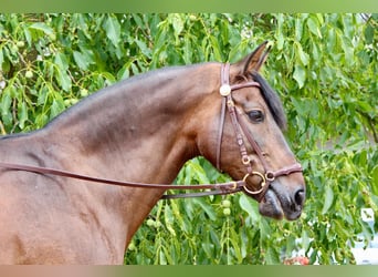 PRE Mix, Gelding, 14 years, 16.2 hh, Brown