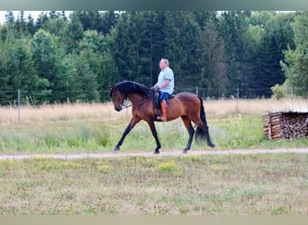PRE Mix, Gelding, 14 years, 16.2 hh, Brown
