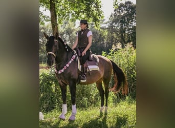 PRE, Gelding, 14 years, 16 hh, Bay-Dark