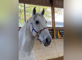 PRE Mix, Gelding, 14 years, 16 hh, Grey-Fleabitten