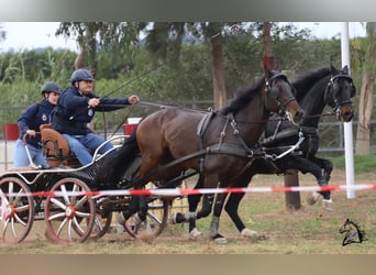 PRE Mix, Gelding, 14 years, 16,1 hh, Brown