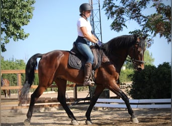 PRE Mix, Gelding, 14 years, 16,1 hh, Brown