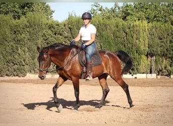 PRE Mix, Gelding, 14 years, 16,1 hh, Brown