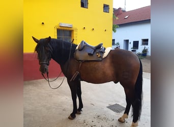 PRE, Gelding, 14 years, 16,2 hh, Bay-Dark