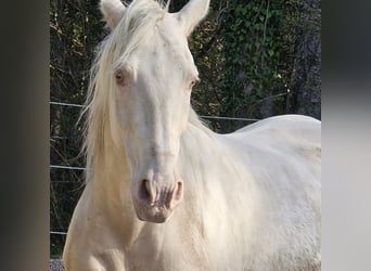 PRE Mix, Gelding, 15 years, 15.1 hh, Champagne