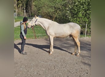 PRE Mix, Gelding, 15 years, 15.1 hh, Champagne