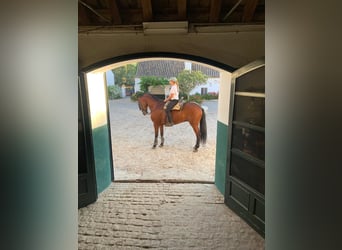 PRE Mix, Gelding, 15 years, 15,3 hh, Brown