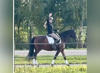 PRE, Gelding, 15 years, 15.3 hh, Brown
