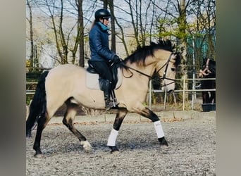 PRE, Gelding, 15 years, 15.3 hh, Buckskin