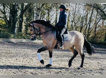 PRE, Gelding, 15 years, 15.3 hh, Buckskin