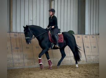 PRE Mix, Gelding, 15 years, 15,1 hh, Black