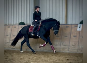 PRE Mix, Gelding, 15 years, 15,1 hh, Black
