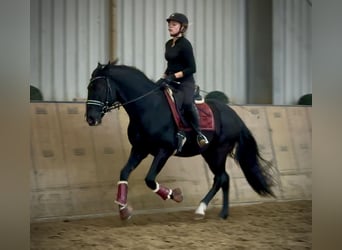 PRE Mix, Gelding, 15 years, 15,1 hh, Black