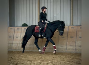 PRE Mix, Gelding, 15 years, 15,1 hh, Black