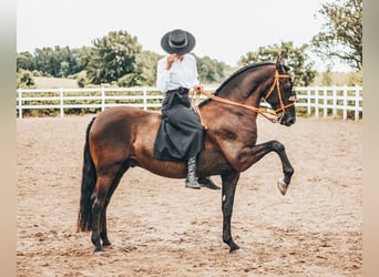 PRE Mix, Gelding, 15 years, 15,2 hh, Bay-Dark