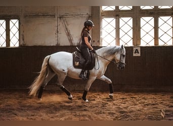 PRE Mix, Gelding, 15 years, 15,2 hh, Grey