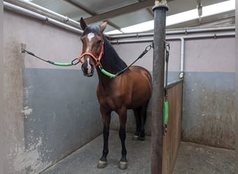 PRE, Gelding, 15 years, 16.2 hh, Brown