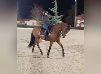 PRE, Gelding, 15 years, 16.2 hh, Brown