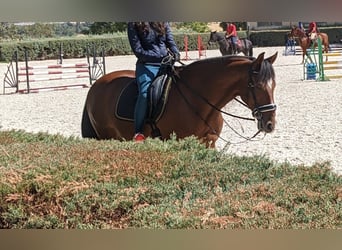 PRE, Gelding, 15 years, 16.2 hh, Brown