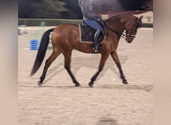 PRE, Gelding, 15 years, 16.2 hh, Brown