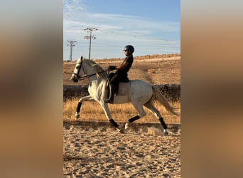PRE, Gelding, 15 years, 16 hh, Grey