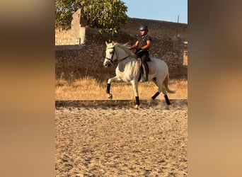 PRE, Gelding, 15 years, 16 hh, Grey