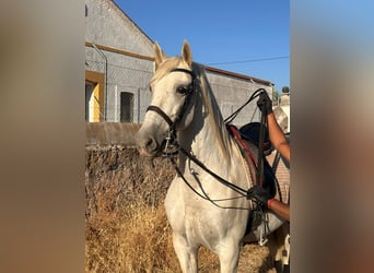 PRE, Gelding, 15 years, 16 hh, Grey