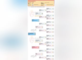 PRE, Gelding, 15 years, 16,1 hh, Grey