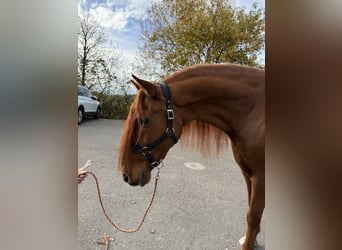 PRE Mix, Gelding, 16 years, 15.1 hh, Sorrel