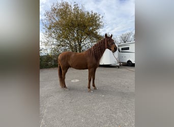 PRE Mix, Gelding, 16 years, 15.1 hh, Sorrel