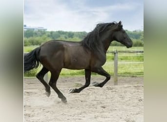 PRE, Gelding, 16 years, 15.2 hh, Black