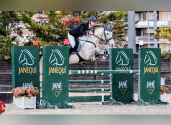 PRE, Gelding, 16 years, 15.2 hh, Grey