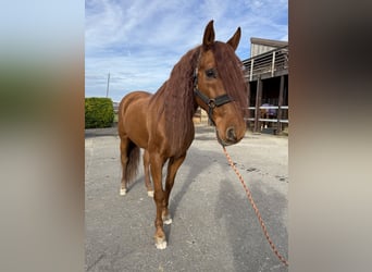 PRE Mix, Gelding, 16 years, 15,1 hh, Sorrel