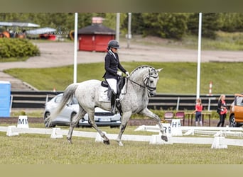 PRE Mix, Gelding, 16 years, 16,1 hh, Gray