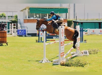 PRE Mix, Gelding, 16 years, 16 hh, Brown