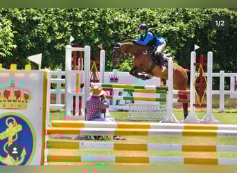 PRE Mix, Gelding, 16 years, 16 hh