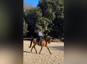 PRE Mix, Gelding, 16 years, 16 hh
