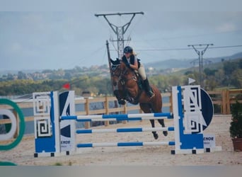 PRE Mix, Gelding, 16 years, 16 hh