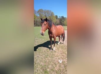 PRE Mix, Gelding, 16 years, 17 hh, Brown