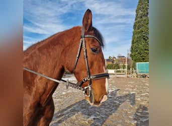 PRE Mix, Gelding, 16 years, 17 hh, Brown
