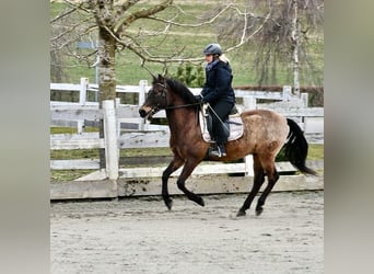 PRE Mix, Gelding, 17 years, 15.2 hh, Dun