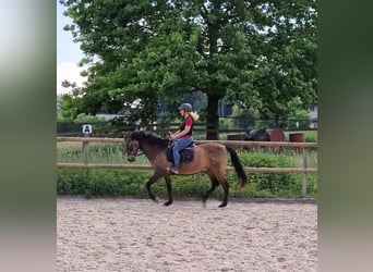 PRE Mix, Gelding, 17 years, 15.2 hh, Dun